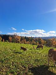 Schießlhof in Sankt Englmar