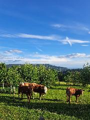 Schießlhof in Sankt Englmar