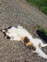 Schießlhof in Sankt Englmar