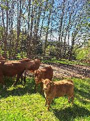 Schießlhof in Sankt Englmar