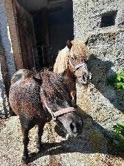 Schießlhof in Sankt Englmar