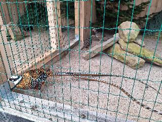 Ferienwohnung Goldfasan in Lam