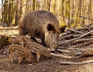 Hotel-Gasthof Zur Post in Freyung