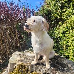 Ferienhaus Die Schmugglerhütte in Grafenau
