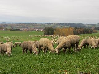 Degenberger Hof in Schwarzach