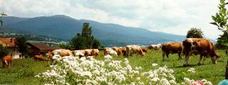 Wieser Josef FW in Arnbruck