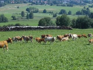 Wieser Josef FW in Arnbruck