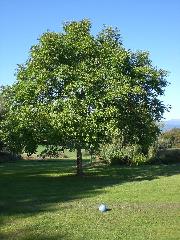 Gasthof zum Sonnenwald in Schöfweg