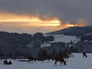 Sternenblick  in Drachselsried
