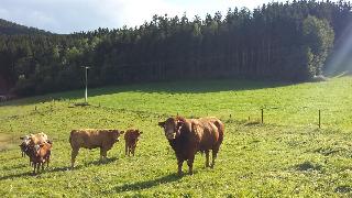 Bauernhof Danzer Klaus FW in Arnbruck