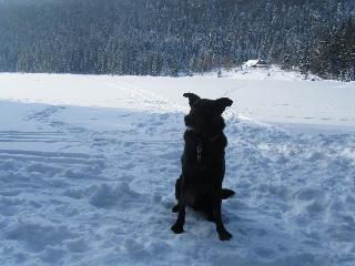 Pension Sonnleitn - Ihr Urlaub mit Hund  in Zwiesel