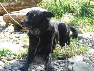 Pension Sonnleitn - Ihr Urlaub mit Hund  in Zwiesel