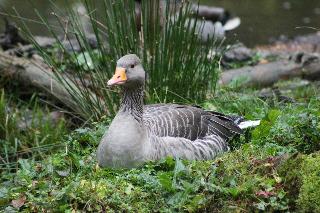 Scottish Highlander Guesthouse in Mauth