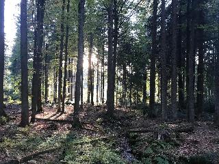 Ferienhof Kroner in Rinchnach