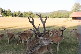 Ferienhof Wolf  in Viechtach
