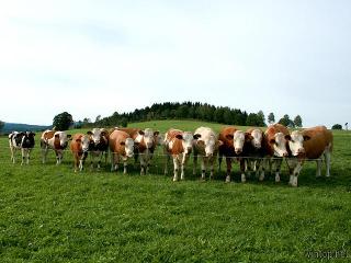 Ferienhof Hackl in Zwiesel