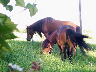 Schuniglhof in Neukirchen beim Heiligen Blut