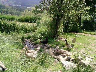 Kriegerhof in Arrach