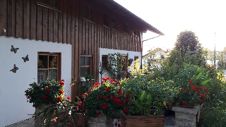 Am Birkenwald in Lam