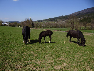 Gutscherhof in Hohenwarth