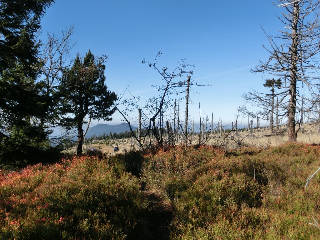 Gasthof  Metzgerei Stöberl in Lam