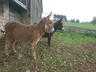 Beim Bergler in Neureichenau